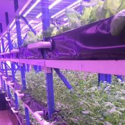 植物燈系列